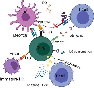 Regulatory T Cells in GVHD Therapy